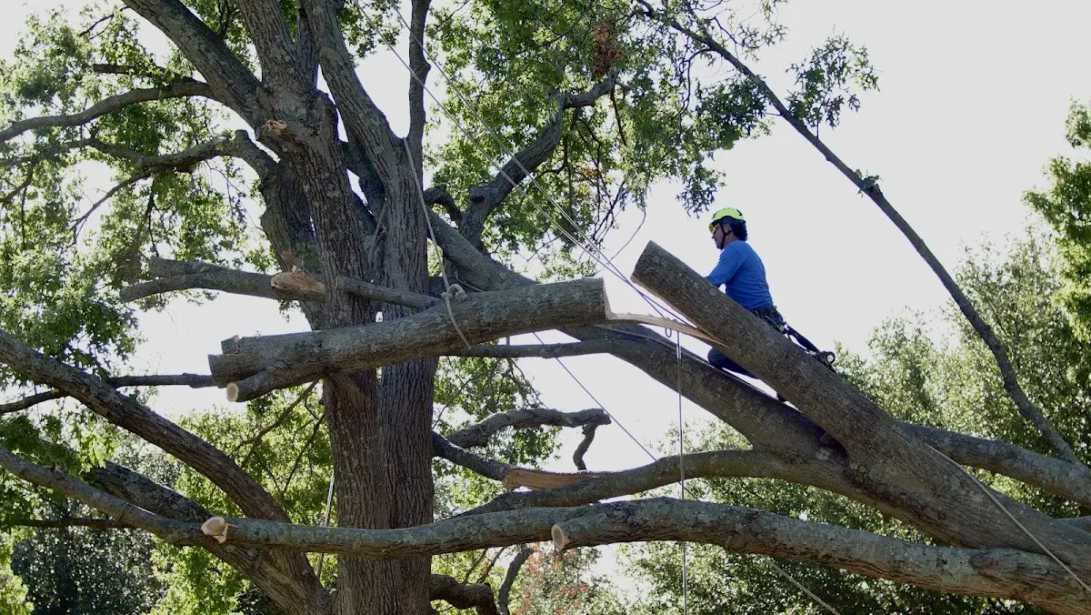Professional Hazardous Tree Removal performed by certified arborists in Stoy